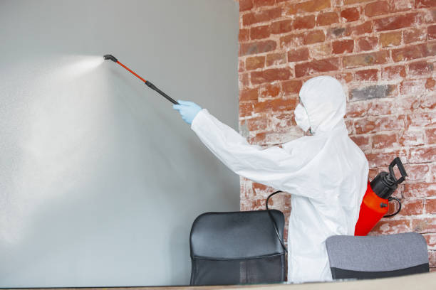 Professional Mold Removal in Woodridge, IL