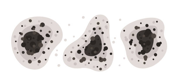 Best Air Quality Testing for Mold Spores  in Woodridge, IL