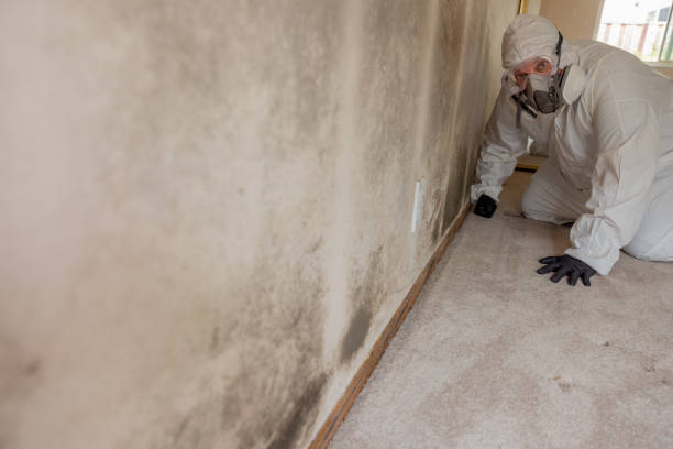 Best Asbestos and Lead Testing During Mold Inspection  in Woodridge, IL